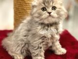Çok Özel Longhair Scottish Fold Erkek Yavru