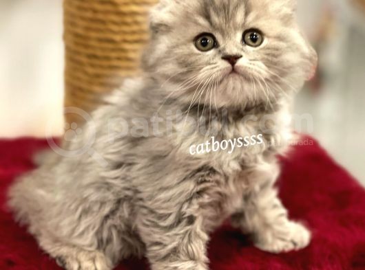 Çok Özel Longhair Scottish Fold Erkek Yavru görsel