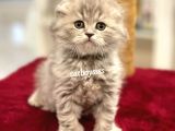Çok Özel Longhair Scottish Fold Erkek Yavru