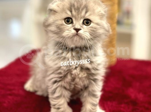 Çok Özel Longhair Scottish Fold Erkek Yavru görsel