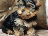Eğitimli Microchipli Sevimli Yorkshire Terrier
