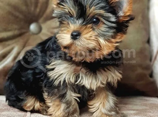 Eğitimli Microchipli Sevimli Yorkshire Terrier