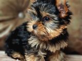 Eğitimli Microchipli Sevimli Yorkshire Terrier
