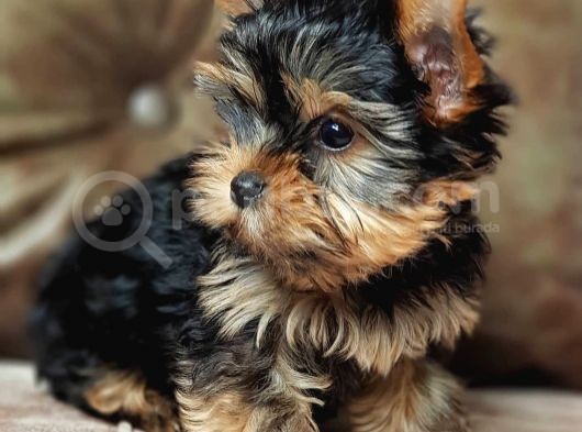 Eğitimli Microchipli Sevimli Yorkshire Terrier görsel