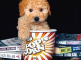 Eğitimli Microchipli Toy Poodle