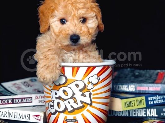 Eğitimli Microchipli Toy Poodle görsel