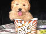 Eğitimli Microchipli Sevimli Toy Poodle