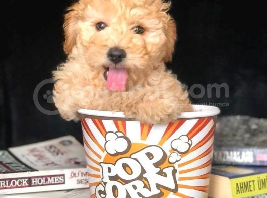 Eğitimli Microchipli Sevimli Toy Poodle görsel