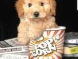 Eğitimli Microchipli Sevimli Toy Poodle