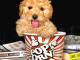Eğitimli Microchipli Toy Poodle