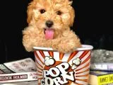 Eğitimli Microchipli Toy Poodle