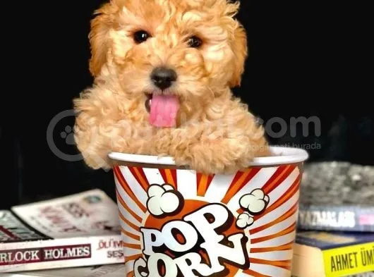 Eğitimli Microchipli Toy Poodle