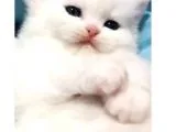 Yavru Kedilerimiz Hazır