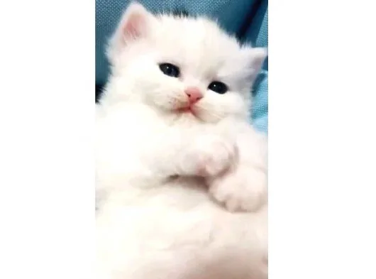 Yavru Kedilerimiz Hazır