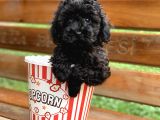 Irk Ve Sağlık Garantili Black Poodle Yavrularımız