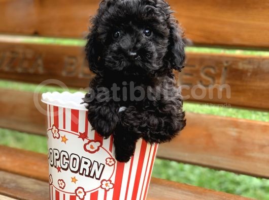 Irk Ve Sağlık Garantili Black Poodle Yavrularımız görsel