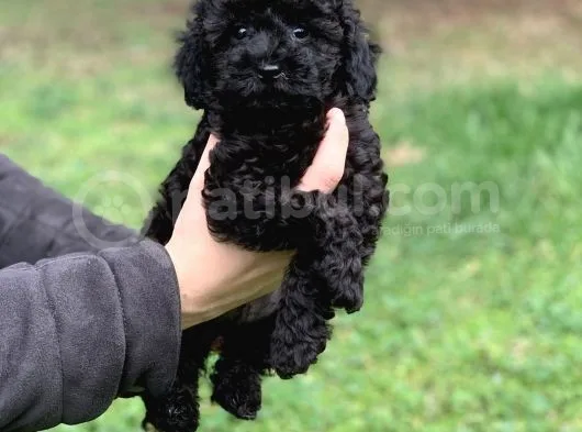 Irk Ve Sağlık Garantili Black Poodle Yavrularımız