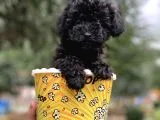 Safkan Irk Garantili Black Poodle Yavrularımız