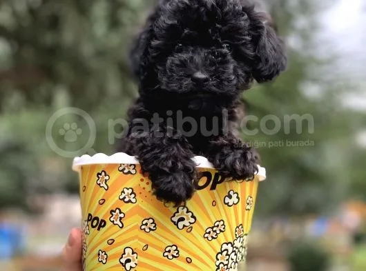 Safkan Irk Garantili Black Poodle Yavrularımız