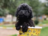Safkan Irk Garantili Black Poodle Yavrularımız