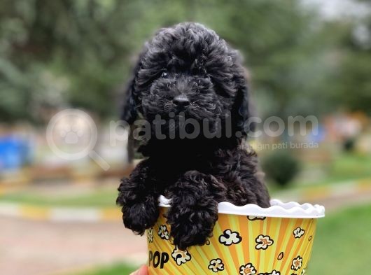Safkan Irk Garantili Black Poodle Yavrularımız görsel