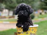 Safkan Irk Garantili Black Poodle Yavrularımız