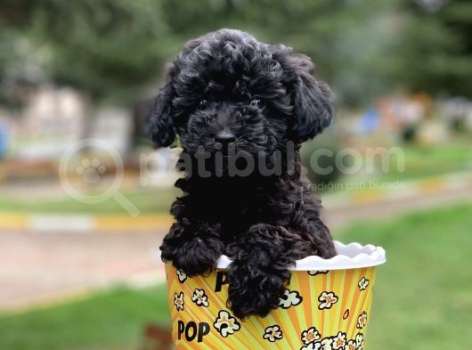 Safkan Irk Garantili Black Poodle Yavrularımız görsel