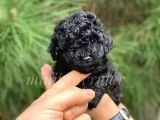 Irk Ve Sağlık Garantili Black Poodle Yavrularımız