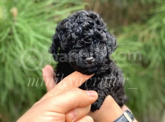 Irk Ve Sağlık Garantili Black Poodle Yavrularımız