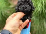 Irkının En İyisi Black Toy Poodle Yavrularımız