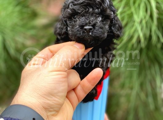 Irkının En İyisi Black Toy Poodle Yavrularımız görsel