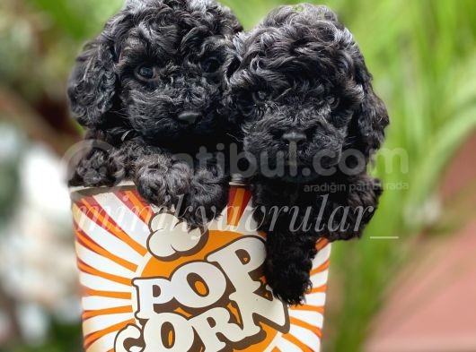 Irkının En İyisi Black Toy Poodle Yavrularımız görsel