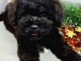 Orjianal A Kalite Black Poodle Yavrularımız