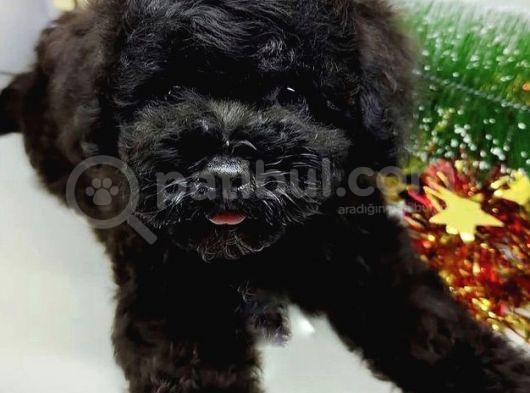 Orjianal A Kalite Black Poodle Yavrularımız görsel