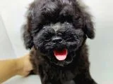 Orjianal A Kalite Black Poodle Yavrularımız