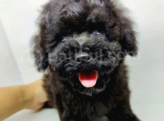 Orjianal A Kalite Black Poodle Yavrularımız