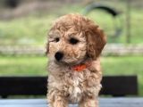 Çok Kaliteli Toy Poodle
