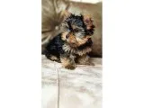 Köpek Güzeli Yorkshire Terrier Yavrumuz