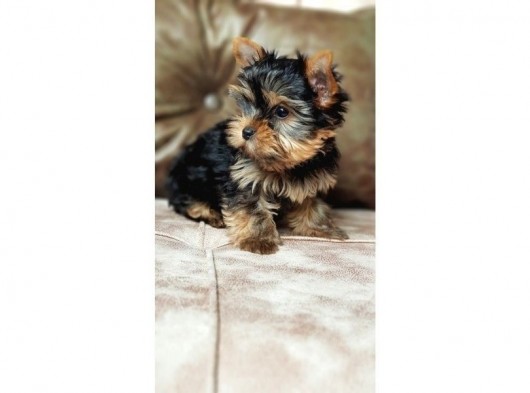 Köpek Güzeli Yorkshire Terrier Yavrumuz görsel