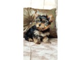 Köpek Güzeli Yorkshire Terrier Yavrumuz