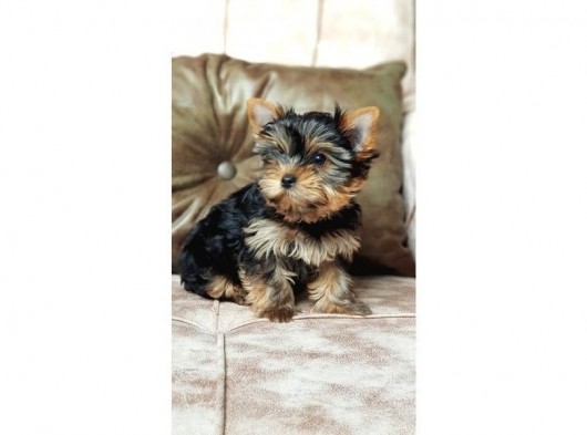 Köpek Güzeli Yorkshire Terrier Yavrumuz görsel