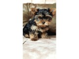 Köpek Güzeli Yorkshire Terrier Yavrumuz