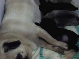 Pug Mops Sıfır Burun Gül Kuyruk Yavrularımız Rezerve Açıktır