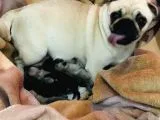 Pug Mops Sıfır Burun Gül Kuyruk Yavrularımız Rezerve Açıktır