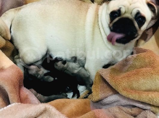 Pug Mops Sıfır Burun Gül Kuyruk Yavrularımız Rezerve Açıktır görsel