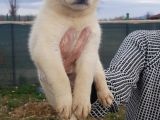 Husky Bebeklerimiz İçin İletişime Geçiniz