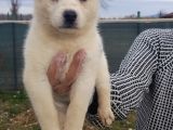 Husky Bebeklerimiz İçin İletişime Geçiniz