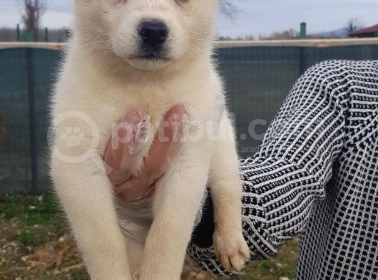 Husky Bebeklerimiz İçin İletişime Geçiniz görsel