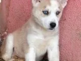 Husky Bebeklerimiz İçin İletişime Geçiniz