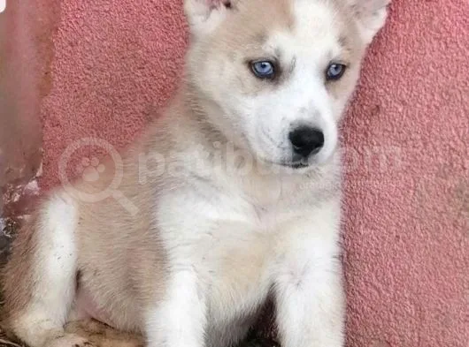 Husky Bebeklerimiz İçin İletişime Geçiniz